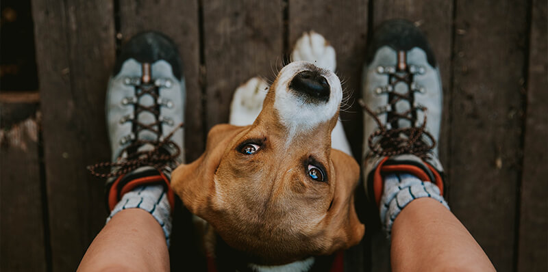 chien maitre