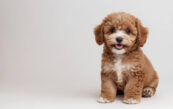 chiot