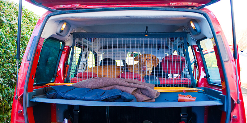 filet securite chien
