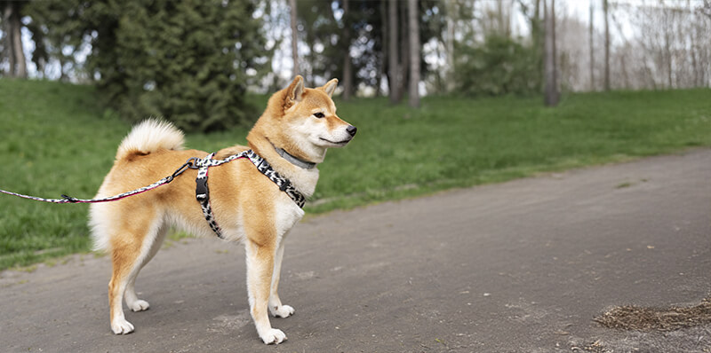 harnais chien