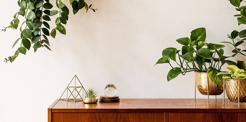 plantes salon
