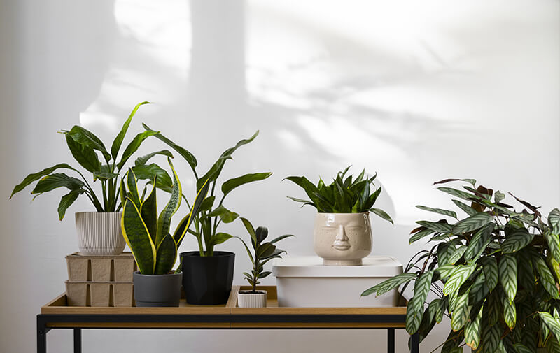 pots plantes salon
