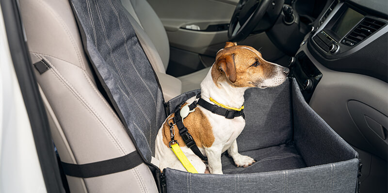 sangles fixes chien