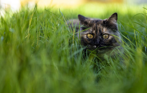 chat jardin