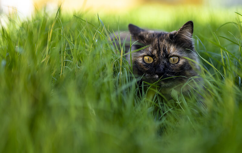 chat jardin