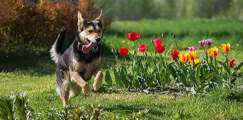 chien jardin