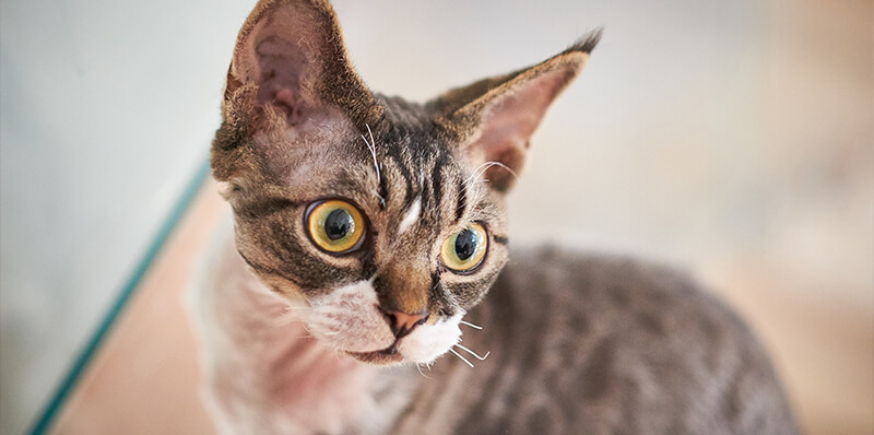chat maison