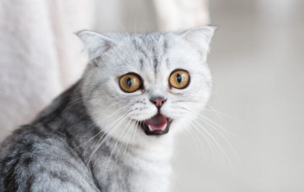 chat miaulement