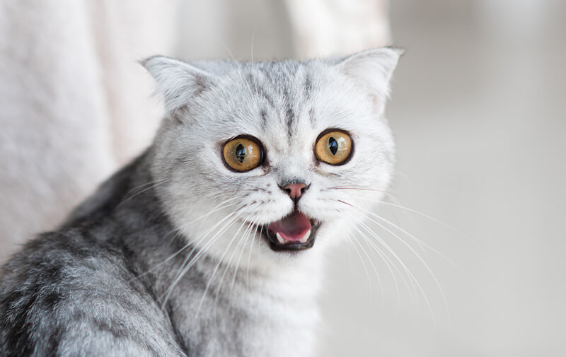 chat miaulement