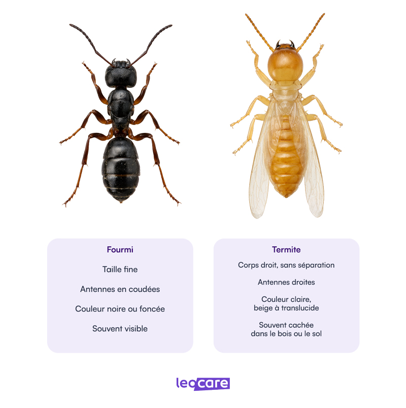 differences fourmi termite